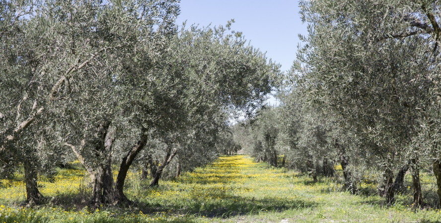 La nature au cœur de nos produits